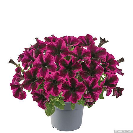 Petunia zwisająca 'Space Purple' Petunia hybrida