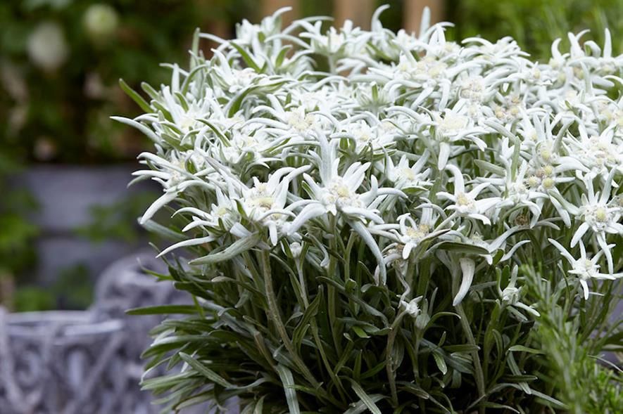 Szarotka &#39;May Snow&#39; Leontopodium alpinum