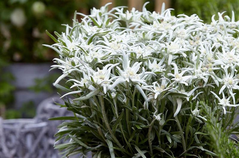 Szarotka &#39;May Snow&#39; Leontopodium alpinum