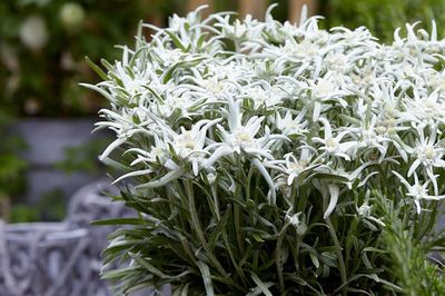 Szarotka &#39;May Snow&#39; Leontopodium alpinum