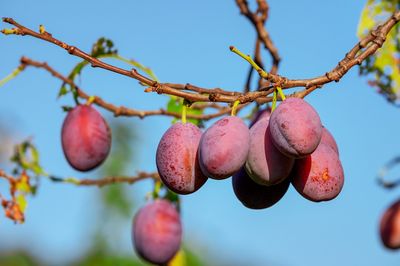 Śliwa śliwka &#39;Opal&#39; Prunus domestica