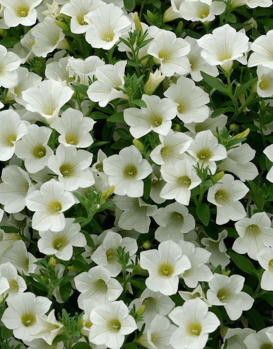 Surfinia zwisająca drobna biała Petunia hybrida
