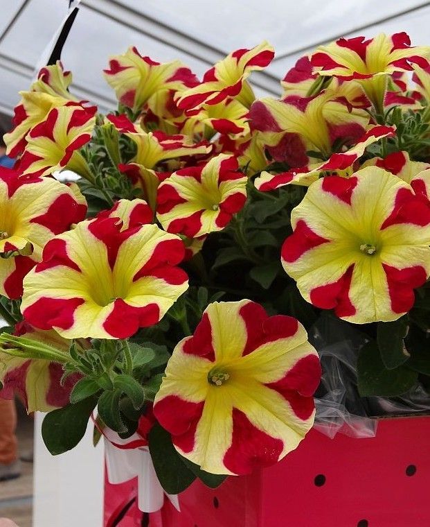 Petunia zwisająca &#39;Amore™ Queen of Hearts&#39; Petunia hybrida