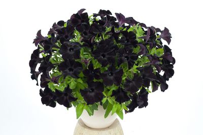 Petunia zwisająca czarna Petunia hybrida