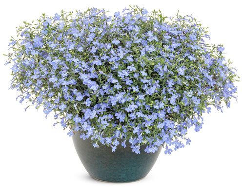 Lobelia zwisająca Lazurowa &#39;Laguna Sky Blue&#39;