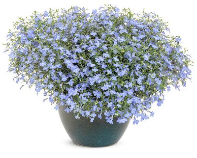 Lobelia zwisająca &#39;Laguna Sky Blue&#39;