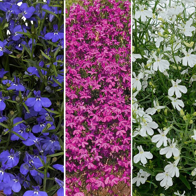 Lobelia zwisająca kolorowa w koszu ample