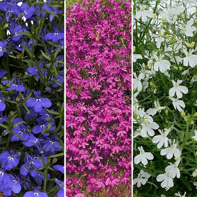 Lobelia zwisająca kolorowa w koszu ample