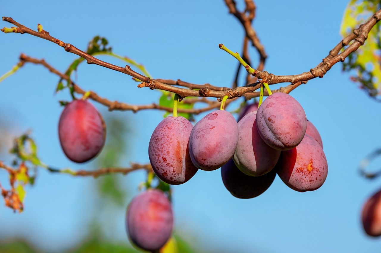 Śliwa śliwka &#39;Renkloda Althana&#39; Prunus domestica