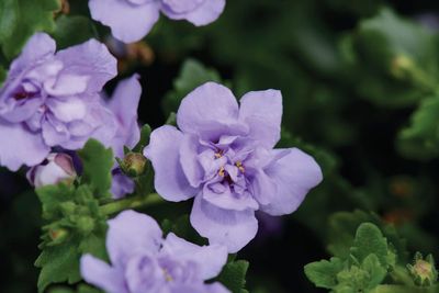 Bacopa zwisająca podwójna lawendowa Sutera cordata