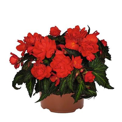 Begonia zwisająca Miss Miami Begonia tuberhybrida