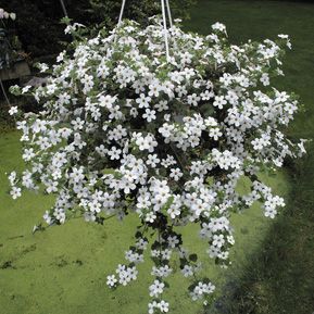 Bacopa zwisająca biała Sutera cordata