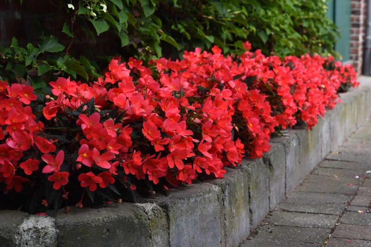 Begonia zwisająca Miss Hot Pink Begonia tuberhybrida