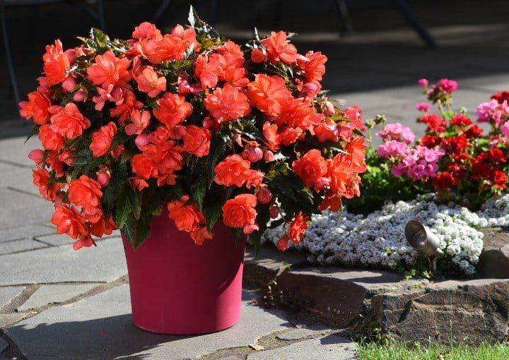 Begonia zwisająca Miss Malibu Begonia tuberhybrida