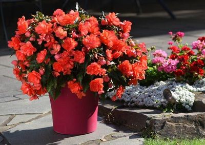 Begonia zwisająca Miss Malibu Begonia tuberhybrida