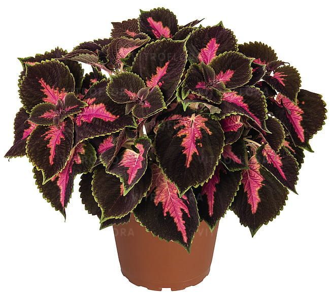 Koleus &#39;Main Street Fifth Avenue&#39; Coleus