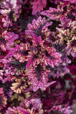 Koleus 'Raja Chocolithi' Coleus