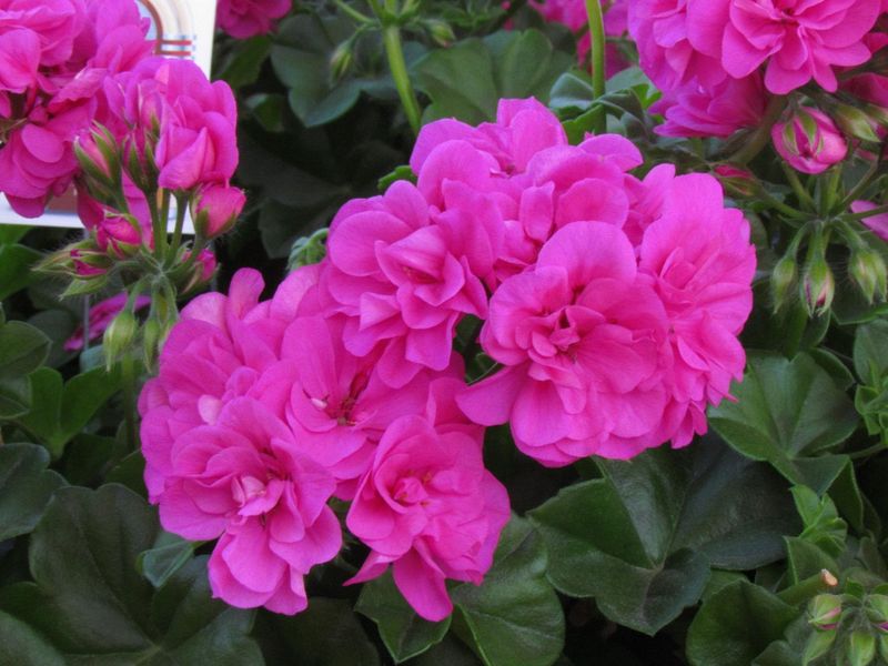 Pelargonia podwójna bluszczolistna zwisająca różowe szpilki Pelargonium peltatum
