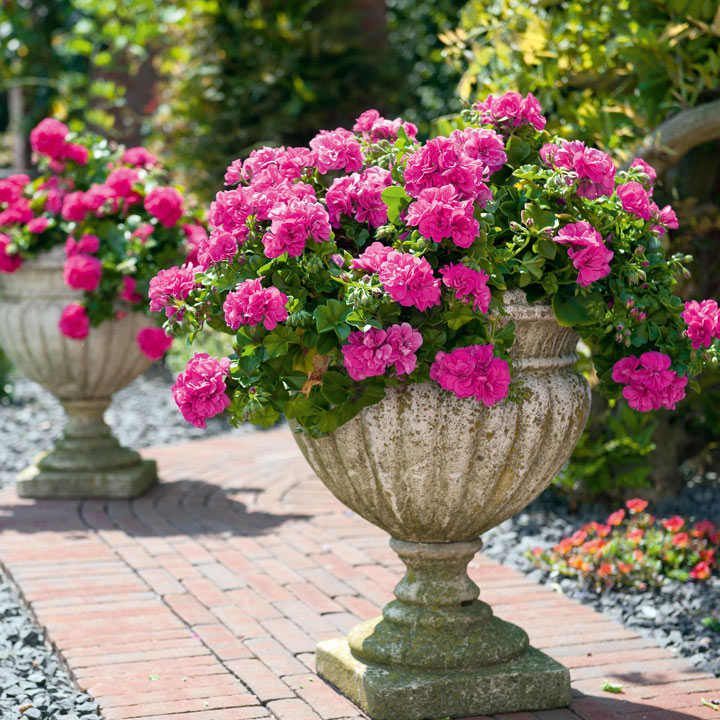 Pelargonia podwójna bluszczolistna zwisająca różowa Pelargonium peltatum