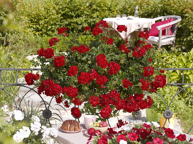 Pelargonia podwójna bluszczolistna zwisająca D. Pepper Pelargonium peltatum