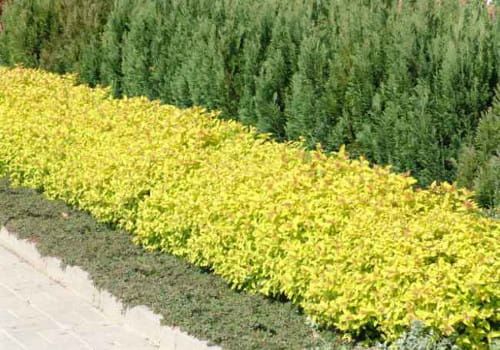 Tawuła japońska &#39;Golden Princess&#39; Spirea japonica