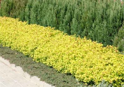 Tawuła japońska &#39;Golden Princess&#39; Spirea japonica