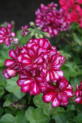 Pelargonia podwójna bluszczolistna zwisająca burgundowa biała Pelargonium peltatum