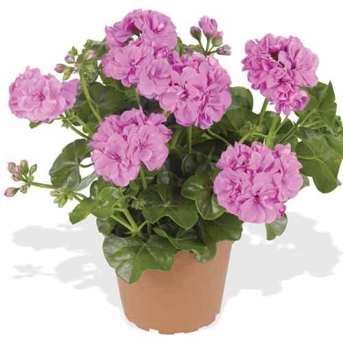 Pelargonia podwójna bluszczolistna zwisająca lawendowa Pelargonium peltatum