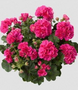Pelargonia podwójna bluszczolistna zwisająca magiczny róż Pelargonium peltatum
