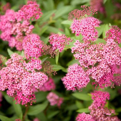 Tawuła japońska 'Anthony Waterer' Spirea japonica