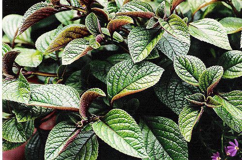 Komarowiec zwisający &#39;Nico&#39; Plectranthus