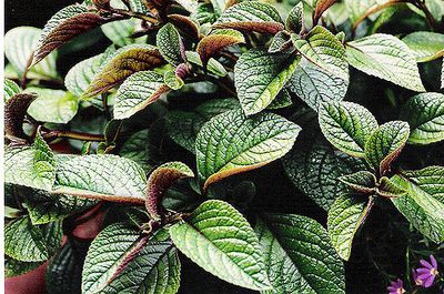 Komarowiec zwisający 'Nico' Plectranthus