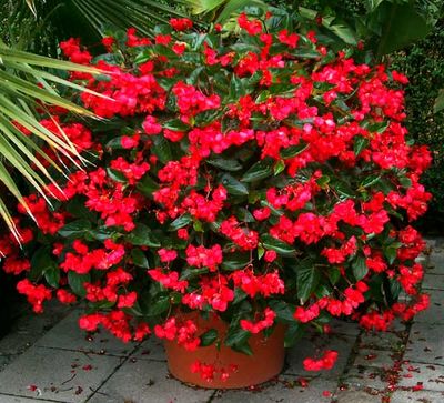 Smocza Begonia dragon Big czerwona ciemnolistna
