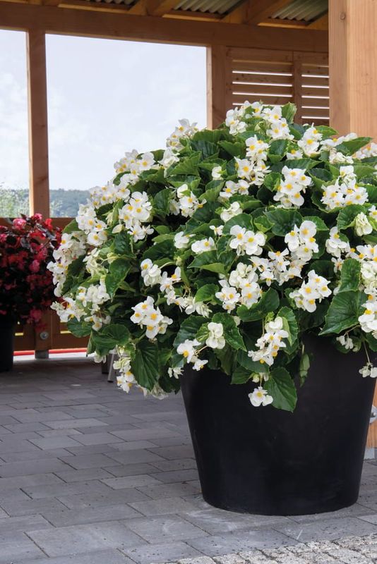 Smocza Begonia dragon Big biały