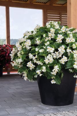 Smocza Begonia dragon Big biały