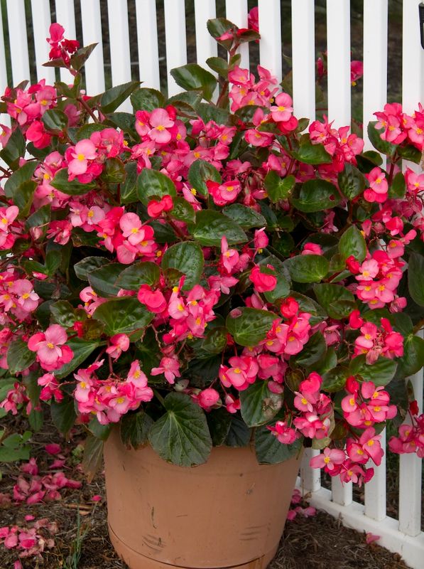 Smocza Begonia dragon Big różowa ciemnolistna