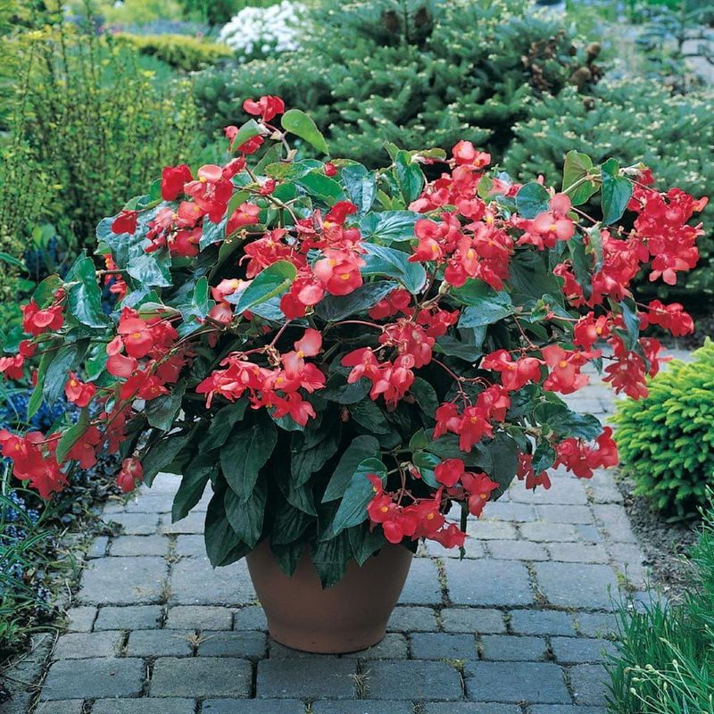 Smocza Begonia Dragon Wing czerwona