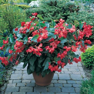Smocza Begonia Dragon Wing czerwona