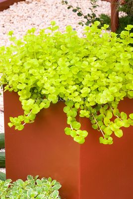 Tojeść rozesłana zwisający 'Aurea'