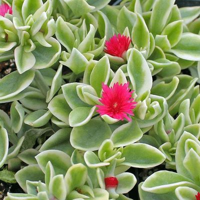 Przypołudnik czerwony Mezoo Dorotka stokrotkowa sukulent Aptenia sercolistna Dorotheanthus