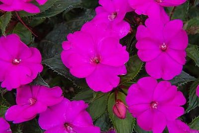 Niecierpek słoneczny &#39;Sunpatiens® Purple&#39; Impatiens