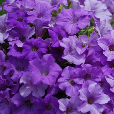 Surfinia zwisająca &#39;Havently Blue&#39; Petunia hybrida