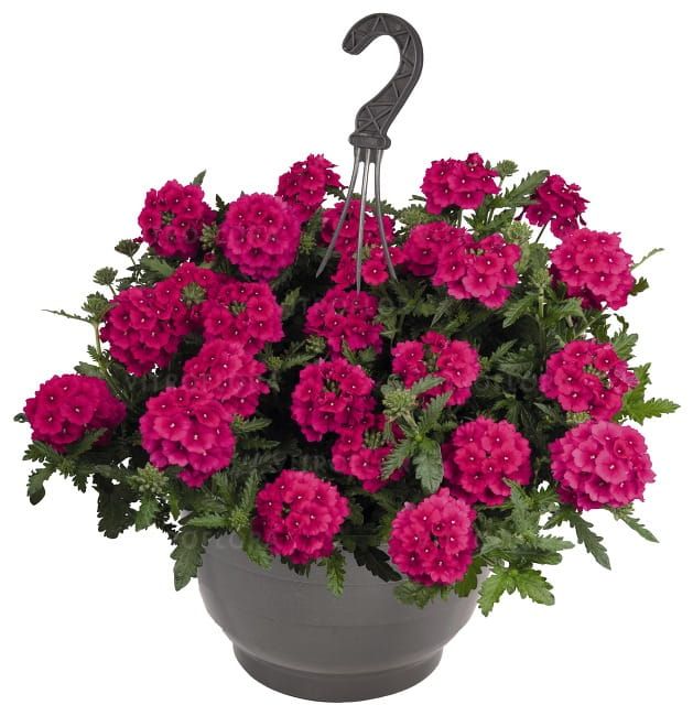 Werbena zwisająca wiśniowa Verbena hybrida