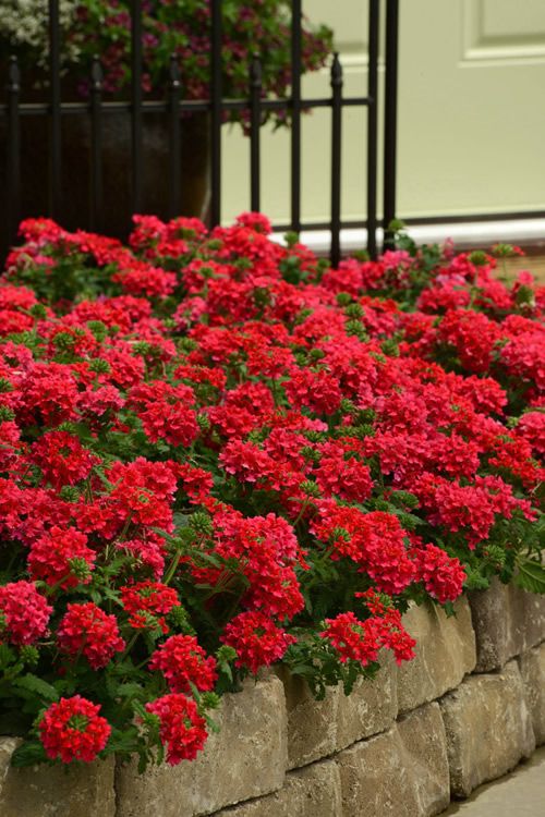 Werbena zwisająca czerwona Verbena hybrida