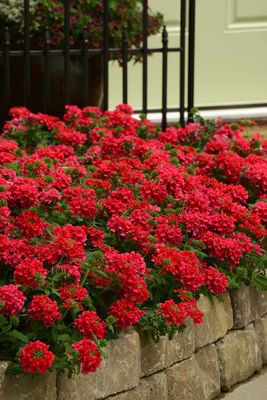 Werbena zwisająca czerwona Verbena hybrida