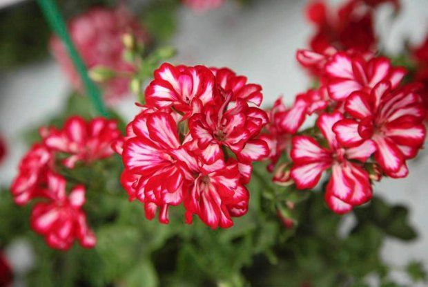 Pelargonia podwójna bluszczolistna zwisająca czerwono biała Pelargonium peltatum