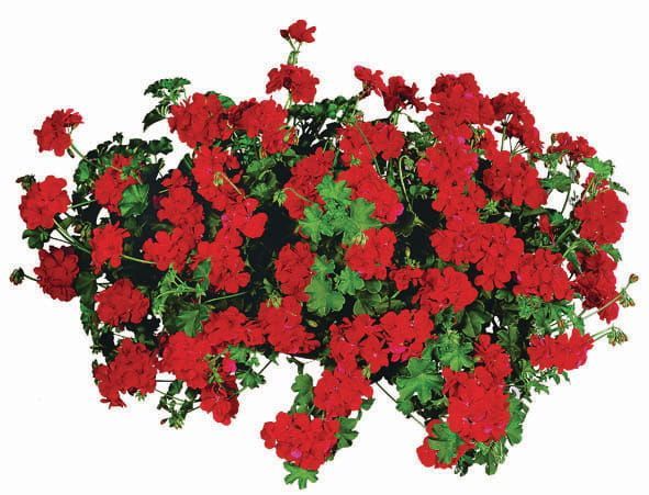 Pelargonia podwójna bluszczolistna zwisająca Bright Red Pelargonium peltatum