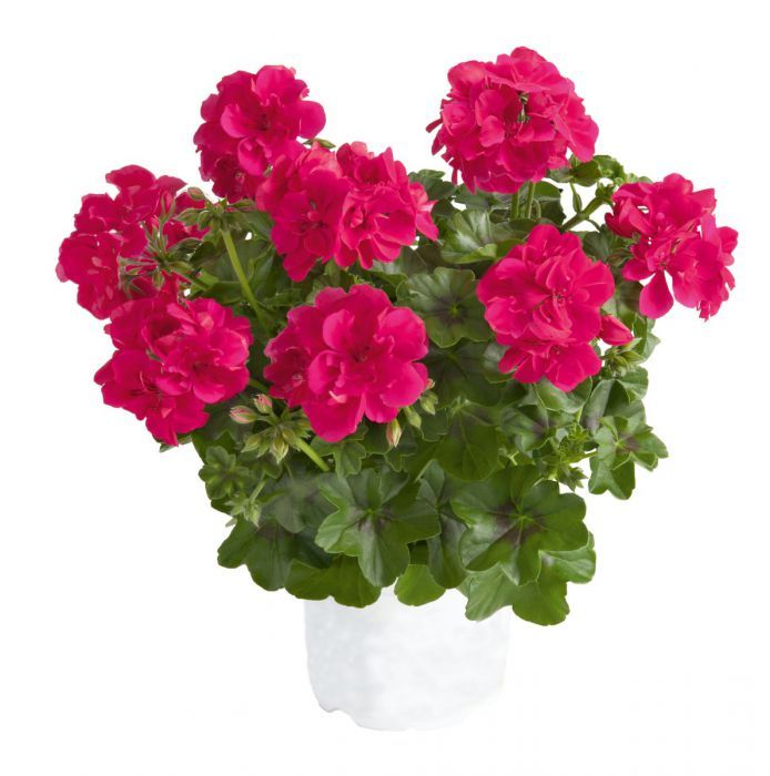 Pelargonia podwójna bluszczolistna zwisająca cukierkowa Pelargonium peltatum