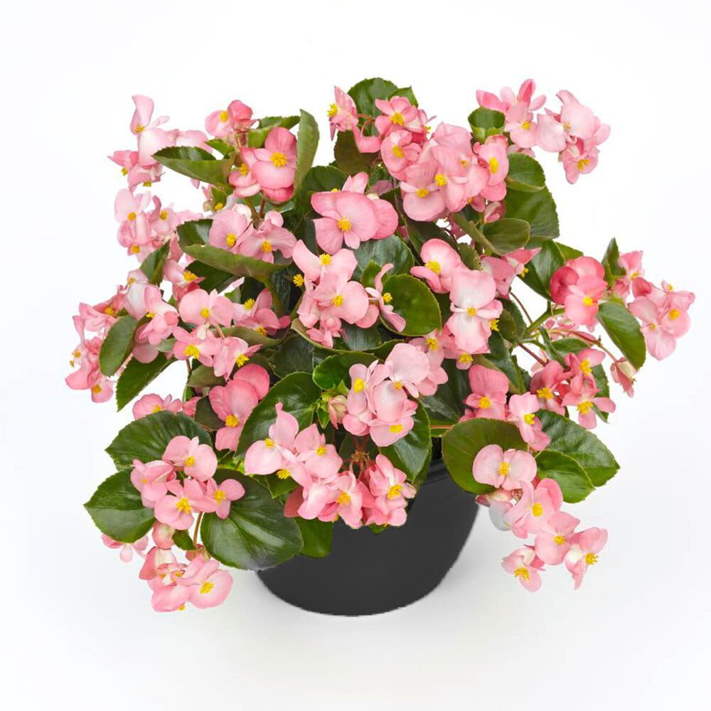 Smocza Begonia dragon Big różowa zielone liście
