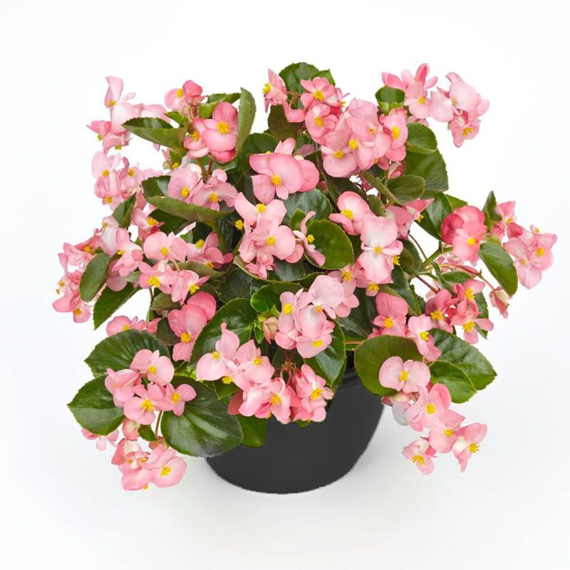 Smocza Begonia dragon Big różowa zielone liście